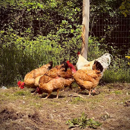 L'escafouchot De Moulere
