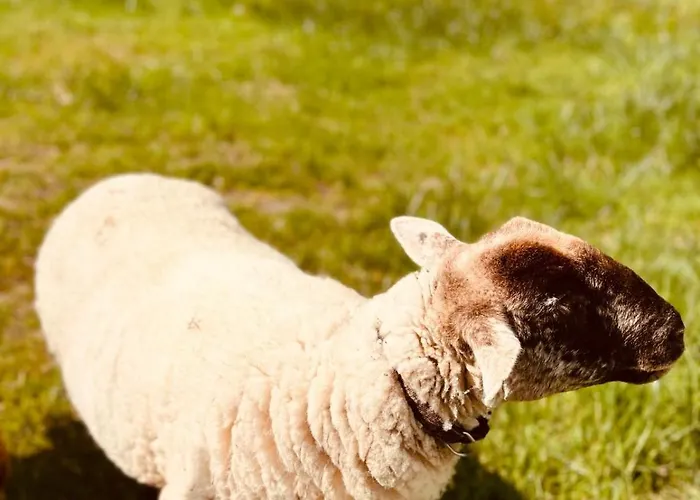 Oda ve Kahvaltı L'escafouchot De Moulere *