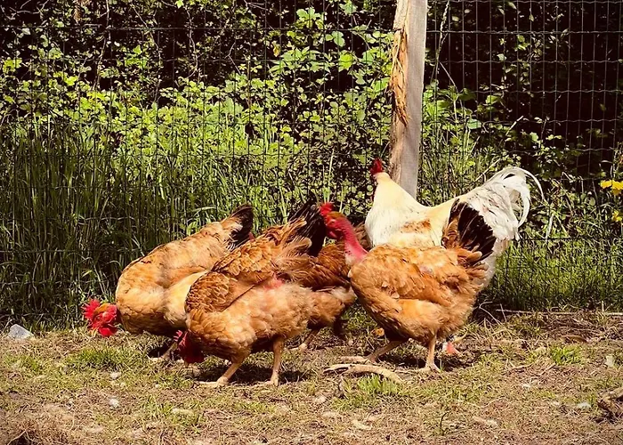 L'escafouchot De Moulere